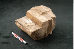 Foto (Seitenansicht) von Quercus sp.  (NHMW-GEO-2024-0188-11583)